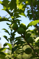 green apples on a tree