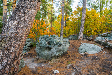 Obraz premium autumn in forest