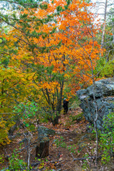 autumn in the forest