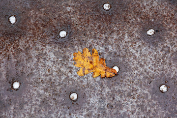 oak leaf on a metal rusty platform
