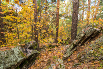 Золото осеннего леса