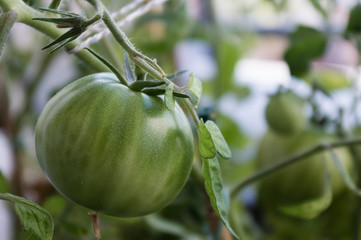 green tomatoes on the vine