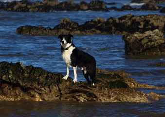 Border Collie at the Seaside.