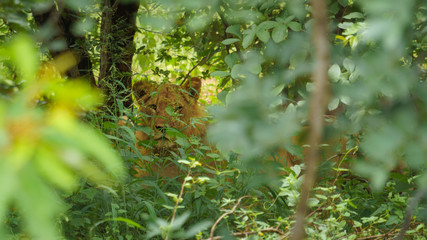 Lion hyden behind trees