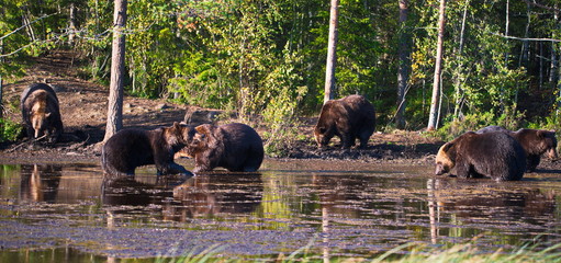 Brown bears in the wild