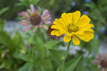 blüte farbe natur close up nature blossom color garden plant flora makro macro no people day