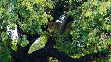Fototapeta na wymiar Lion on top of tree