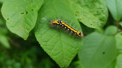 Yellow caterpillar