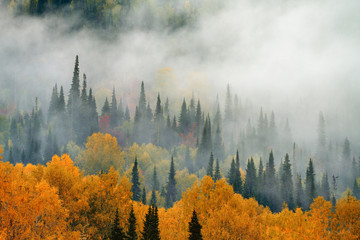 Fototapety  Jesień. Mgła w lesie.