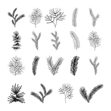 Big set of hand drawn pine, spruce, fir tree branches. Winter plants for Christmas decoration. Vector isolated holiday design elements.