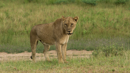 Lion Female 