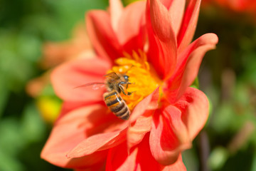 bee on a red flower