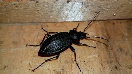 Stinker beetle