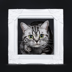 Excellent black silver tabby blotched green eyed British Shorthair kitten ready to step through white photo frame, looking at camera. Isolated on black background.