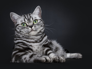 Excellent black silver tabby blotched green eyed British Shorthair cat kitten laying in majestic pose, looking at camera. Isolated on black background.