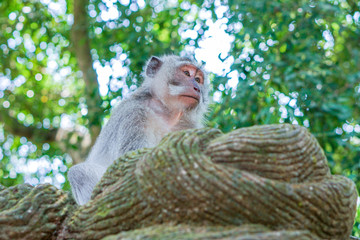 Close up image of monkey in Monkey forest in Ubud, Bali