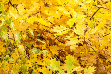 Yellow leaf on oak. Beautiful autumn day.