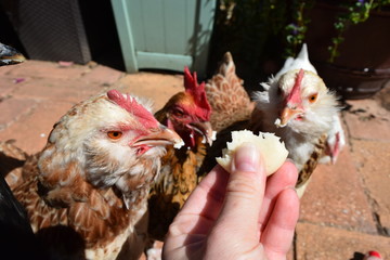 Eating chickens