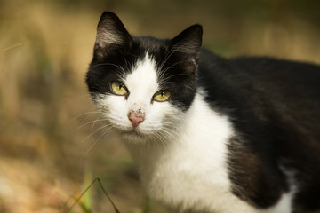 Obraz premium gatto randagio bianco nero