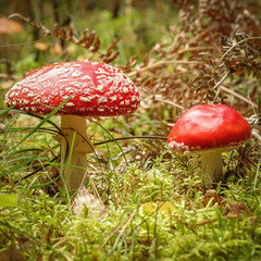 Two red beautiful agaric  mushrooms, Amanita muscaria. Toxic fungus.