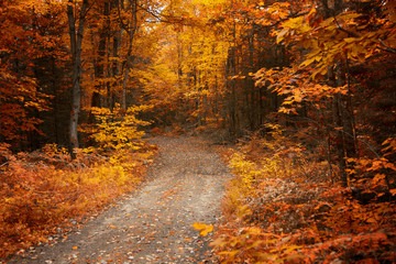 On the way to Muskoka, Ontario, Canada, chasing gold colours of Fall 