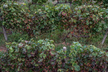 Small Wineyard Graphes trees in a field. Horizontal. above view.