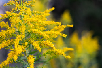 An autumn evening, sunlit goldenrod on a textured background with abstract yellow flowers ~GOLD RUSH~