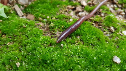 Worm on the moss
