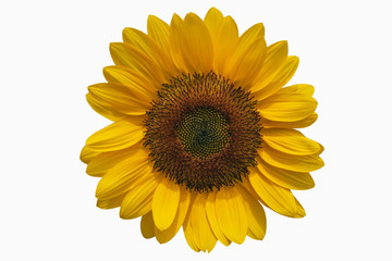 Sunflower  isolated on white background