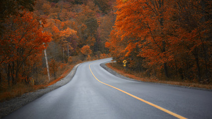 Naklejka premium On the way to Muskoka, Ontario, Canada, chasing gold colours of Fall 