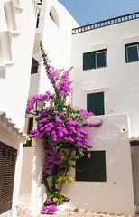 Fototapeta na wymiar Corner between two houses with a big and beautiful Bougainvillea on the Menorca island