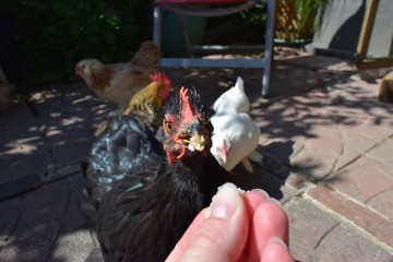 Eating chickens