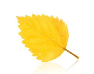 autumn leaf isolated on white background