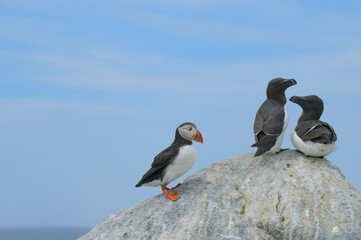 Atlantic Puffin and Razorbill Auks, Machias Seal Island