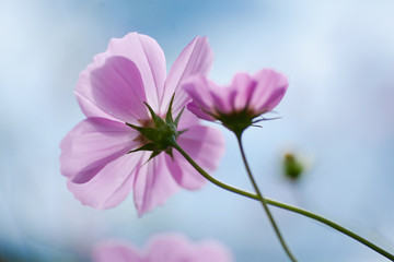 秋桜と空