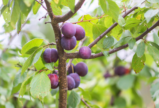 Ripe juicy fruits on a plum tree in summer garden. Fresh organic plums growing in countryside