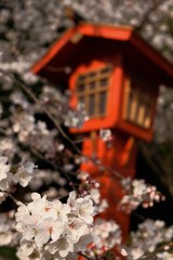 灯篭と桜