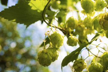 Hops growing on Humulus lupulus plant foliage backlit by the sun Selective focus