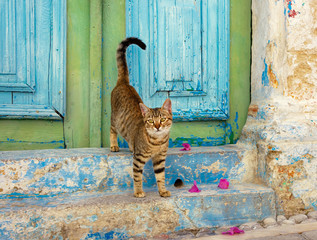 Brown tabby kitten in front of a colorful old wooden door, Rhodes, Greece