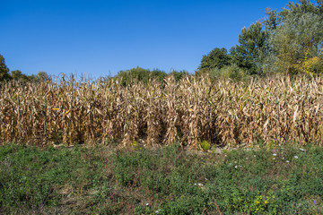 Obraz premium Corn field in autumn ready for harvesting