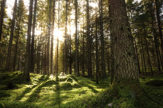 Coniferous forest landscape with sunbeams, mossy trees and stones.