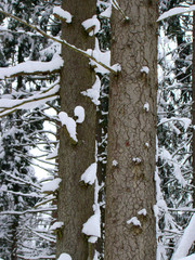 Forest pine trees after the heavy snowfall - 227475825