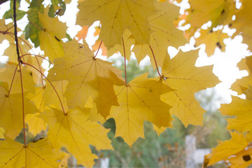 fall season background, yellow maple leaves on the tree