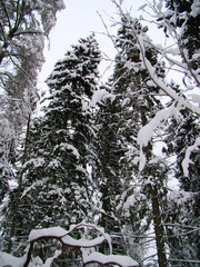 Forest pine and fir trees after the heavy snowfall - 227475865