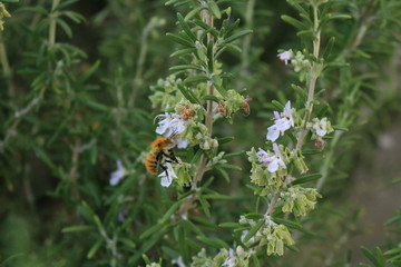 Primo piano di un ape che vola sui fiori del rosmarino