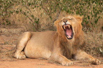 Wild male Lion 