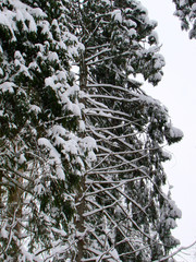 Forest pine and fir trees after the heavy snowfall - 227476040