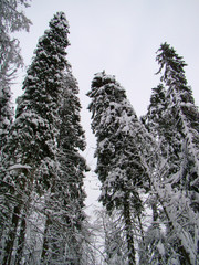 Forest pine and fir trees after the heavy snowfall - 227476061
