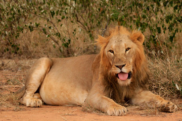 Wild male Lion 