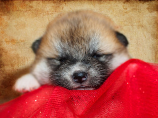 Puppy breed American Akita on a red blanket.